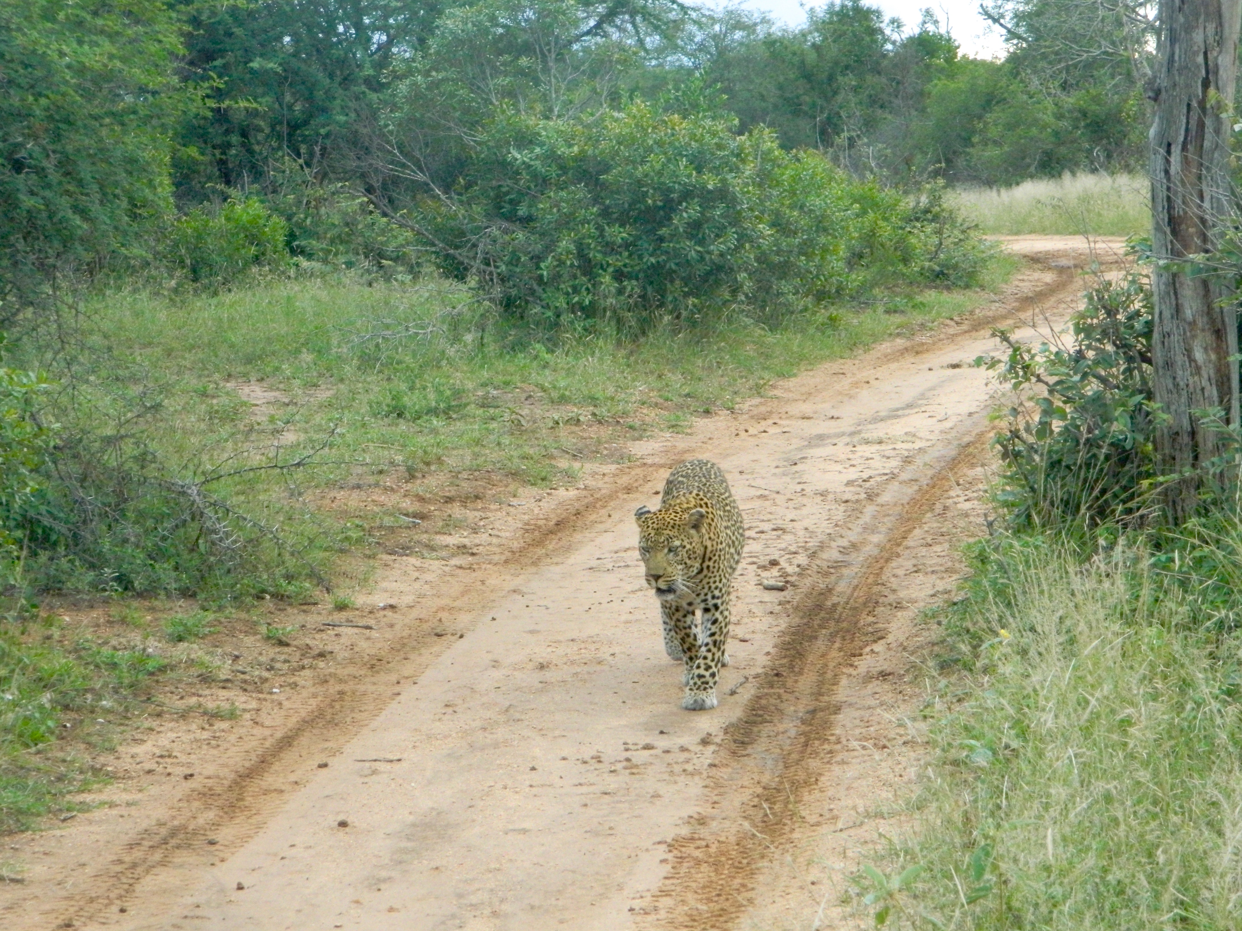 The Wild-Tame Peculiarity of Safari (and 10 Wild Photos)