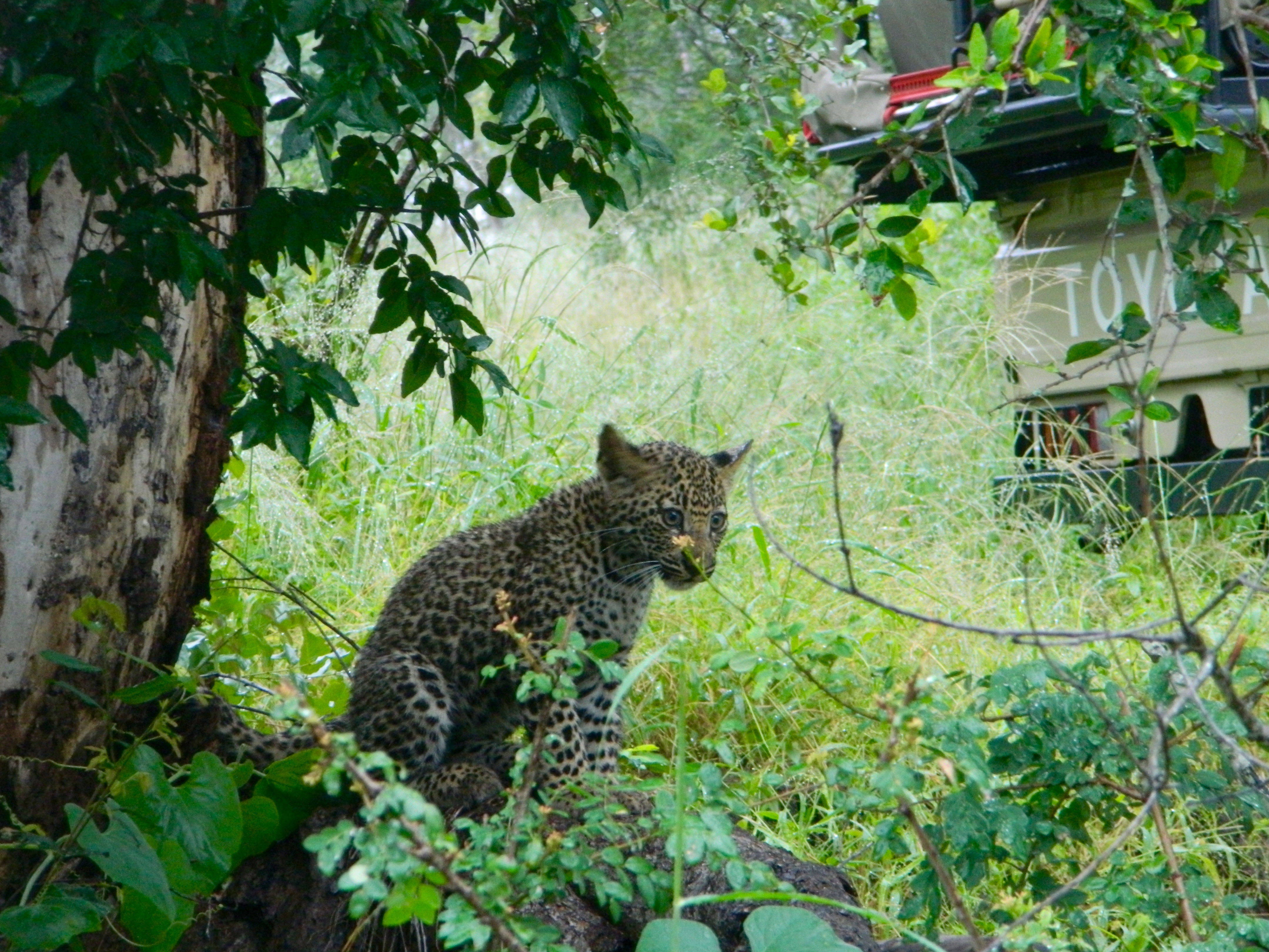 The Wild Song and Where to Find It