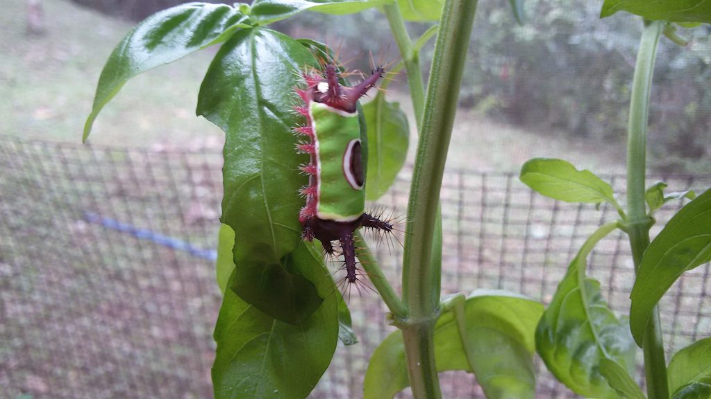 weird bugs, microadventure, costa rica